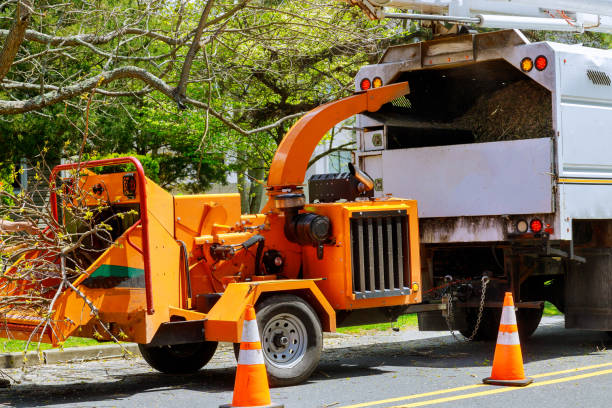 Best Tree Removal  in Carthage, MO