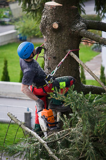 Best Tree Risk Assessment  in Carthage, MO